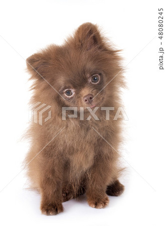 puppy pomeranian in studio 48080245