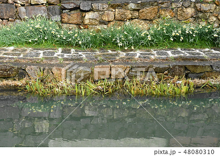 水仙 水仙 48080310