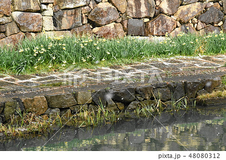 水仙 水仙 48080312