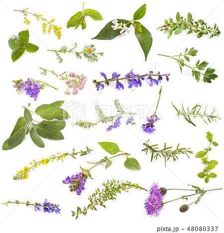 group of wild plants group of wild plants 48080337