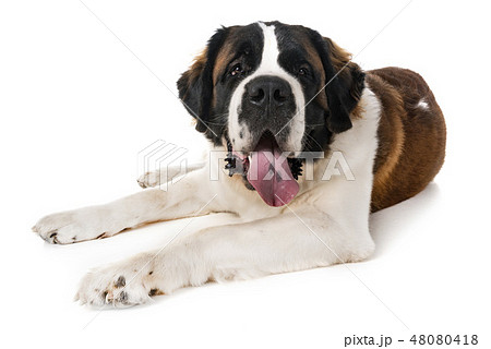 saint bernard in studio 48080418