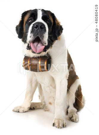 saint bernard in studio 48080419