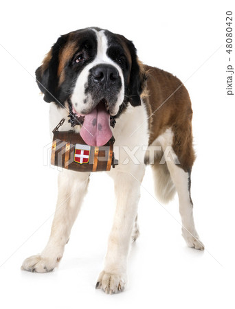 saint bernard in studio saint bernard in studio 48080420