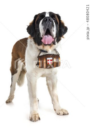 saint bernard in studio saint bernard in studio 48080421