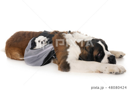 saint bernard and chihuahua 48080424
