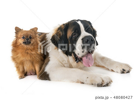 saint bernard and spitz saint bernard and spitz 48080427