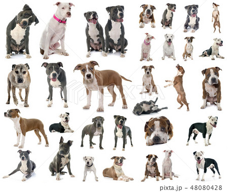 american staffordshire terrier american staffordshire terrier 48080428