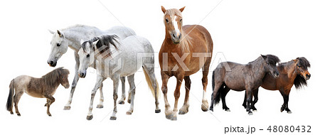 horses and ponies 48080432