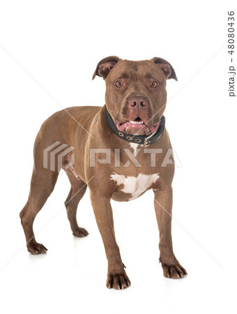 american pitbull in studio american pitbull in studio 48080436