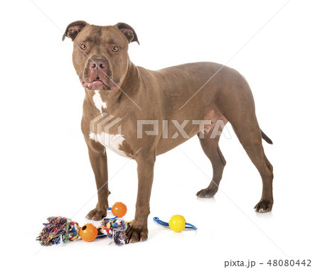 american pitbull in studio american pitbull in studio 48080442