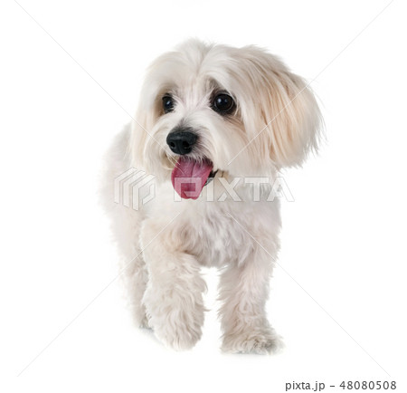 Coton de Tulear in studio Coton de Tulear in studio 48080508