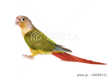 Green-cheeked parakeet in studio Green-cheeked parakeet in studio 48080512