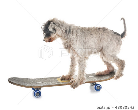 old tibetan terrier and skateboard 48080542