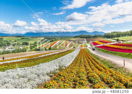 美瑛の広大な花畑 北海道美瑛町の観光イメージの写真素材