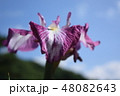 菖蒲 48082643