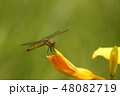 トンボ 48082719