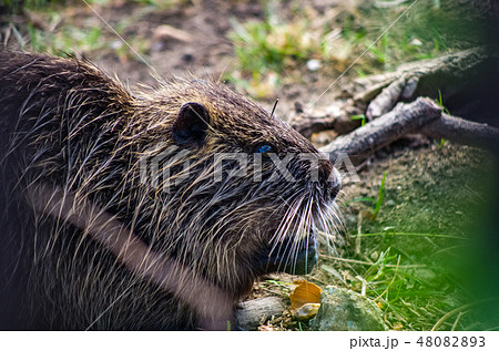 ヌートリア ヌートリア 48082893