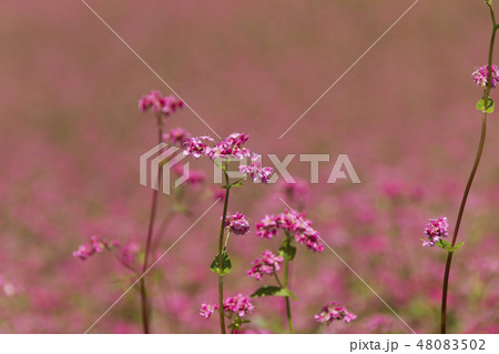 赤そばの花/赤そばの里/長野県箕輪町 赤そばの花/赤そばの里/長野県箕輪町 48083502