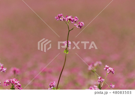 赤そばの花/赤そばの里/長野県箕輪町 赤そばの花/赤そばの里/長野県箕輪町 48083503