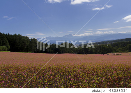 赤そばの里／長野県箕輪町 48083534