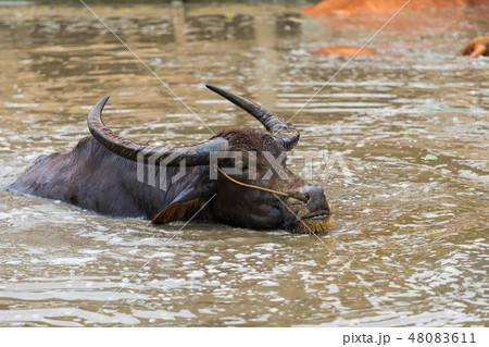 water buffalo is playing and swimming in pond water buffalo is playing and swimming in pond 48083611