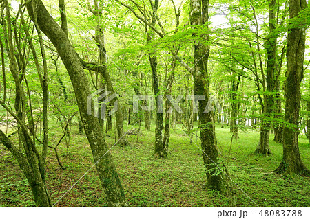 湖畔ふれあい園地 新緑 湖畔ふれあい園地 新緑 48083788