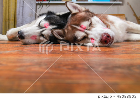 Dogs with red lipstick marks kiss on his heads. Dogs with red lipstick marks kiss on his heads. 48083905