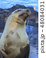 Sea Lion in the Galapagos Islands 48084031
