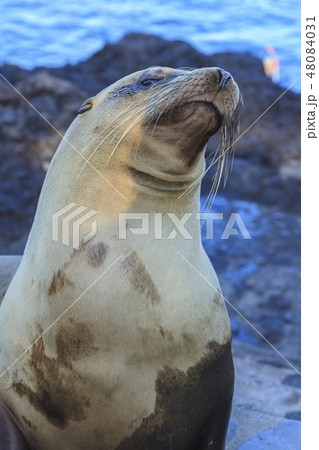 Sea Lion in the Galapagos Islands Sea Lion in the Galapagos Islands 48084031