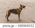 Female dog stanig in the sand 48084032