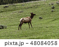 Elk 48084058