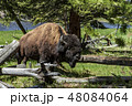 Bison 48084064