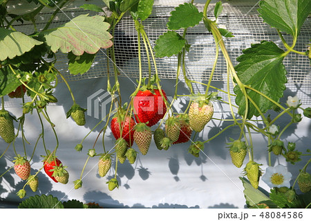 いちご狩り いちご狩り 48084586