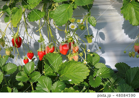 いちご狩り 48084590