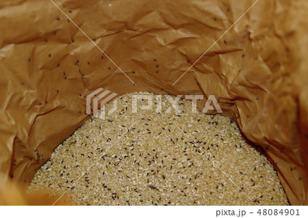 コクゾウムシが沸く 48084901