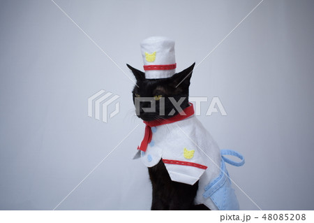コスプレをしている黒猫の写真(料理人) コスプレをしている黒猫の写真(料理人) 48085208