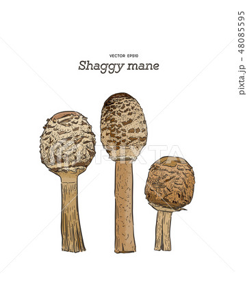 shaggy mane mushroom, hand draw sketch vector. 48085595