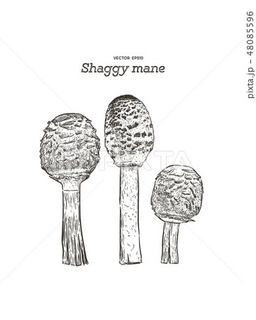 shaggy mane mushroom, hand draw sketch vector. 48085596