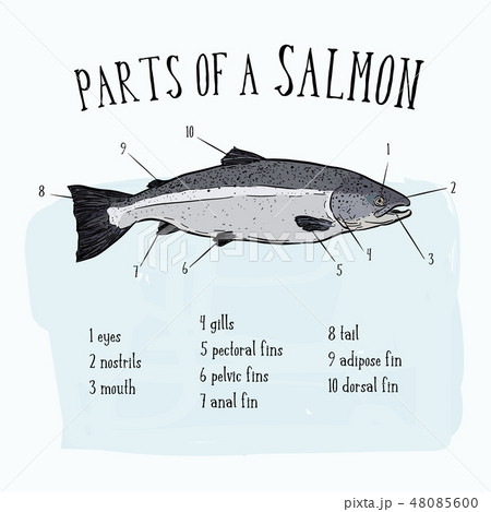 Parts Of Salmon Illustration Vectorのイラスト素材