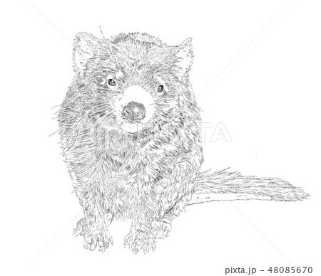 タスマニアデビル タスマニアデビル 48085670