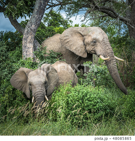 Elephants in Kruger National Park, South Africa. Elephants in Kruger National Park, South Africa. 48085865