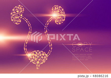 Kidney and bladder futuristic pattern wireframe 48086216
