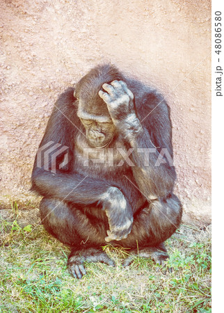 Western lowland gorilla is thinking, yellow filter Western lowland gorilla is thinking, yellow filter 48086580