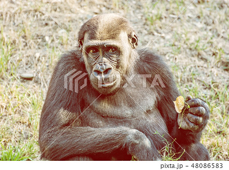 Western lowland gorilla is posing, yellow filter 48086583