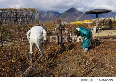 バラの剪定風景(さかき千曲川バラ公園) バラの剪定風景(さかき千曲川バラ公園) 48088599