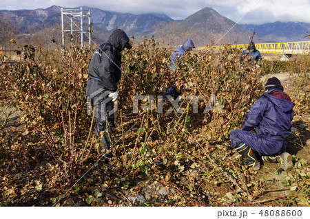 バラの剪定風景（さかき千曲川バラ公園） 48088600