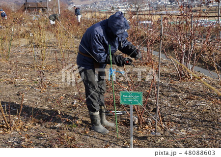 バラの剪定風景(さかき千曲川バラ公園) バラの剪定風景(さかき千曲川バラ公園) 48088603