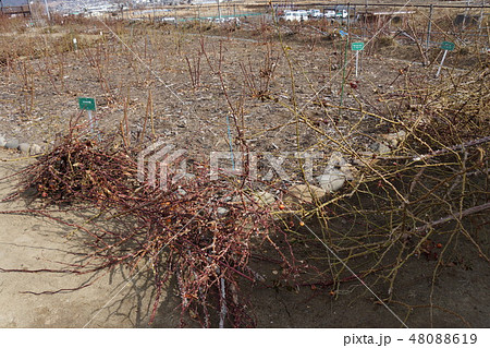 バラの剪定風景（さかき千曲川バラ公園） 48088619