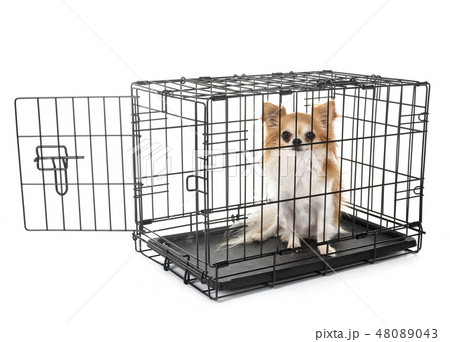 little dog in cage 48089043