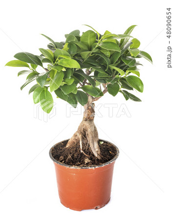 Ficus benjamina in studio 48090654